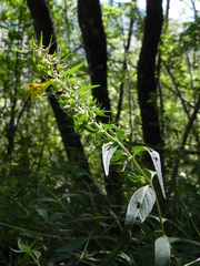 Melampyrum italicum