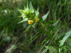 Melampyrum italicum