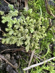 Selaginella aristata