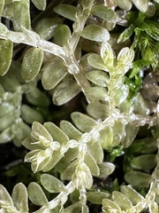 Selaginella aristata