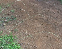 Enteropogon monostachyos africanus