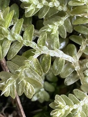 Selaginella aristata