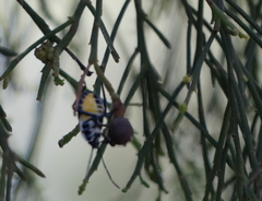 Commius elegans