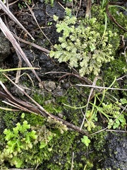 Selaginella aristata