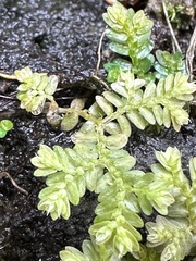 Selaginella aristata
