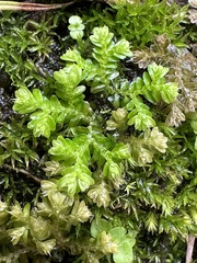 Selaginella aristata