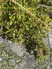 Coprosma petriei