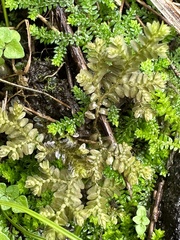 Selaginella aristata