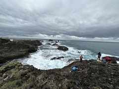 Selaginella aristata
