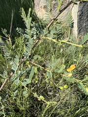 Aeschynomene rehmannii