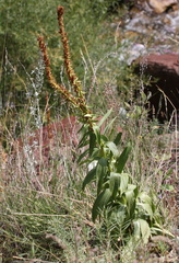 Digitalis lutea