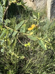 Aeschynomene rehmannii