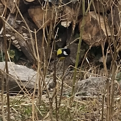 Parus monticolus