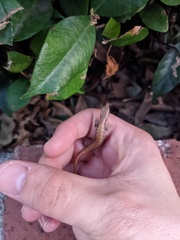 Elgaria multicarinata webbii