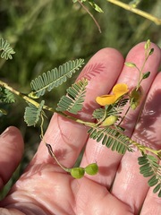 Aeschynomene rehmannii