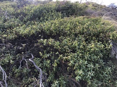 Myoporum petiolatum