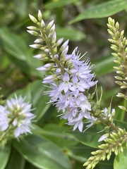 Veronica ligustrifolia