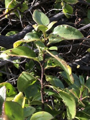 Myoporum petiolatum
