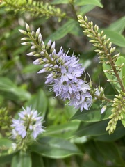 Veronica ligustrifolia