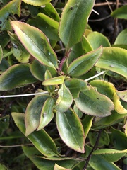 Myoporum petiolatum