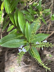 Veronica ligustrifolia