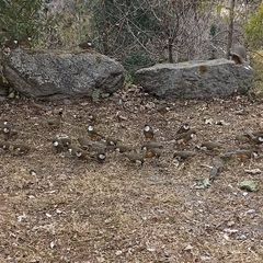 Pterorhinus albogularis