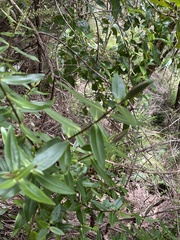 Veronica ligustrifolia