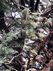 Cupressaceae
