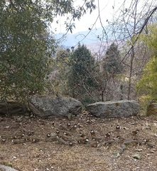 Pterorhinus albogularis