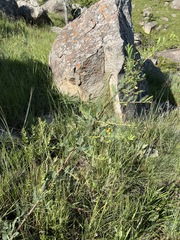 Aeschynomene rehmannii