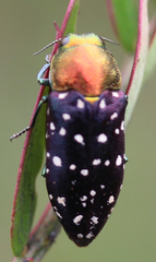 Diphucrania leucosticta