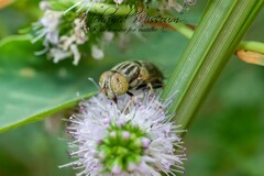Eristalinus aeneus