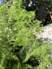 Asparagus setaceus