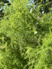 Asparagus setaceus