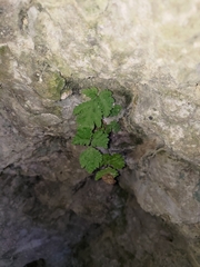 Tectaria devexa