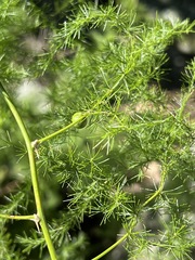 Asparagus setaceus