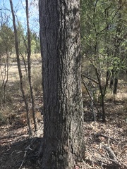 Corymbia clarksoniana
