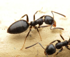 Technomyrmex albipes