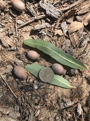 Corymbia clarksoniana