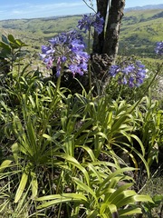 Agapanthus caulescens