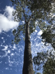 Corymbia clarksoniana
