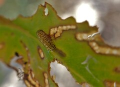 Gonipterus platensis