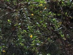 Podolobium aciculiferum