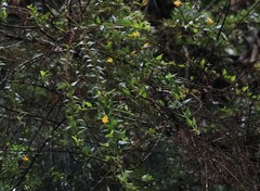 Podolobium aciculiferum