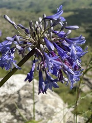 Agapanthus caulescens