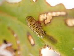 Gonipterus platensis