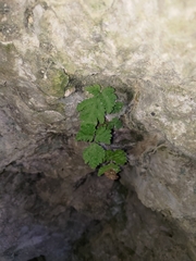 Tectaria devexa