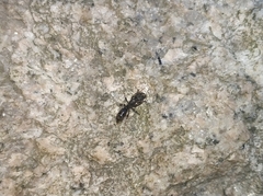 Ectomomyrmex