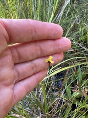 Xyris capensis
