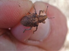 Gonipterus platensis